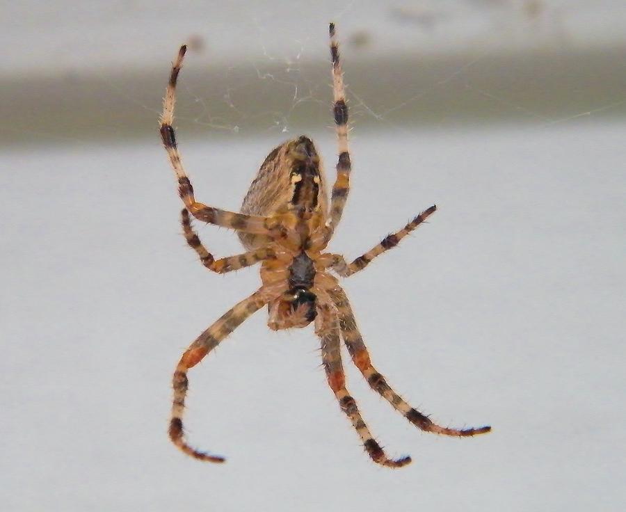 Orb Weaver Spider Indiana Summer Photograph By Rory Cubel