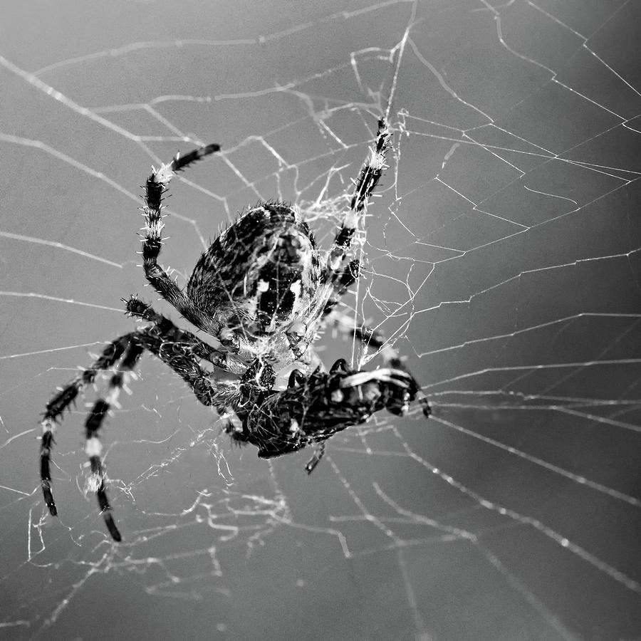 Orb-weaver spider - Dinnertime 2 bw Photograph by Steve Harrington