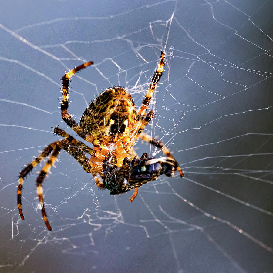 Orb-weaver spider - Dinnertime 2 Photograph by Steve Harrington
