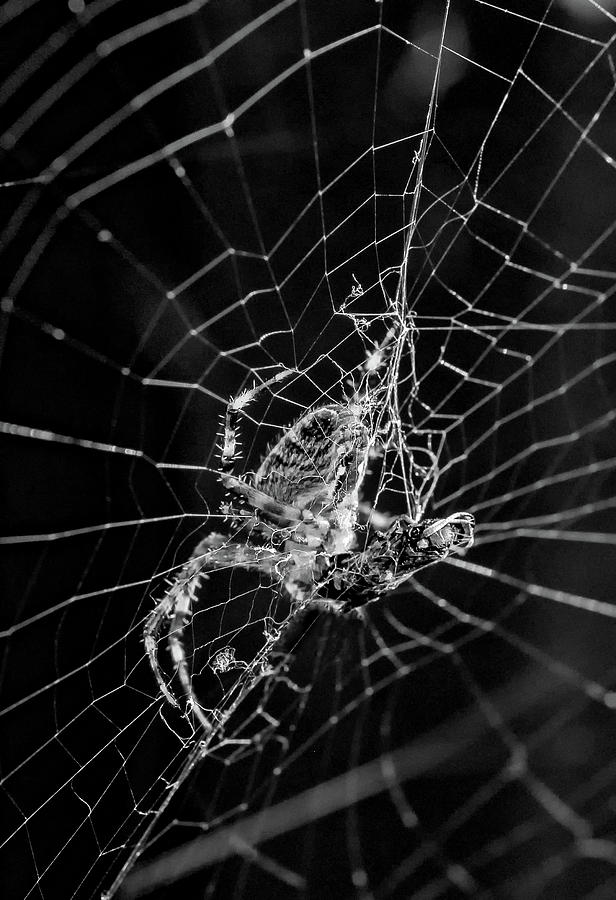 Orb-weaver spider - Dinnertime bw Photograph by Steve Harrington