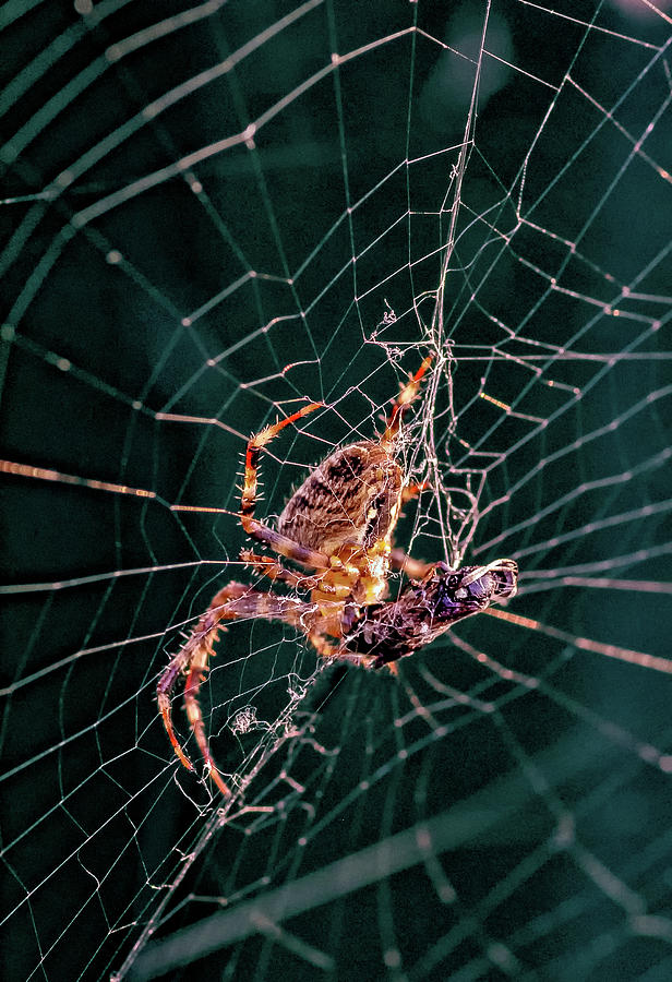 Orb-weaver spider - Dinnertime Photograph by Steve Harrington