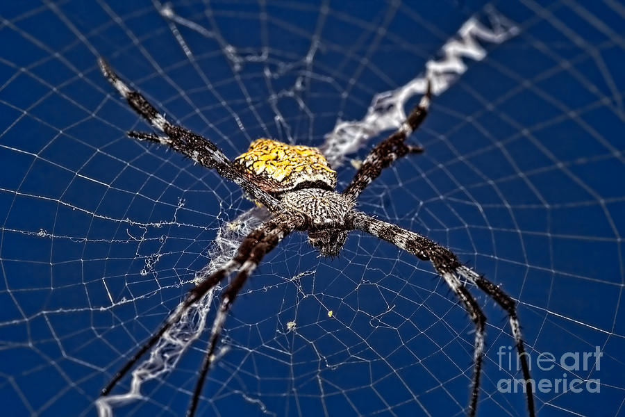 Orb-weaver spider Photograph by Joerg Lingnau