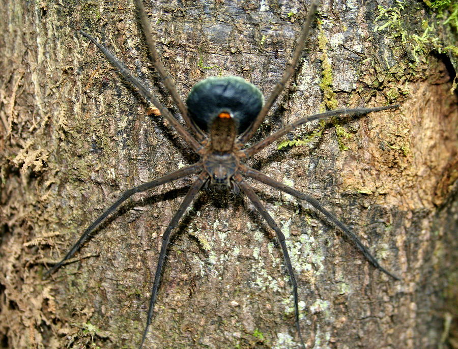 Orb Weaver Spider Photograph By Laurel Talabere - Fine Art America