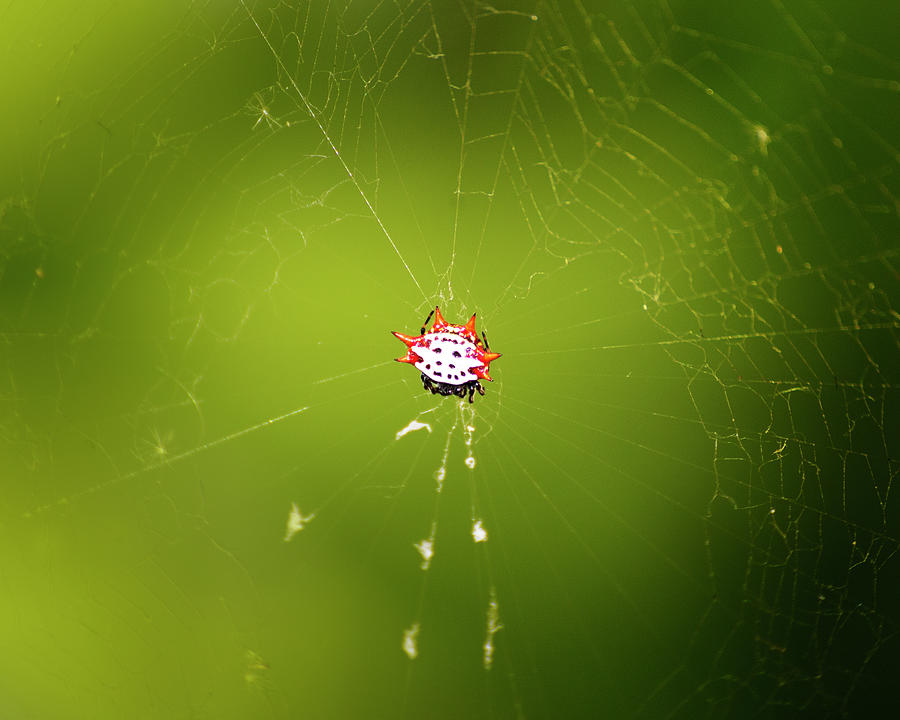 Spiny Orb Weaver Spider Photograph by Mark Andrew Thomas