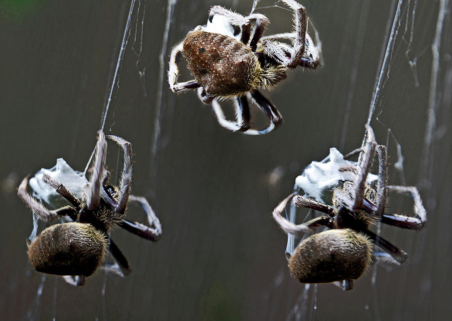 Spider Photograph - Orb Weaver Wrapping Its Victim by Miroslava Jurcik