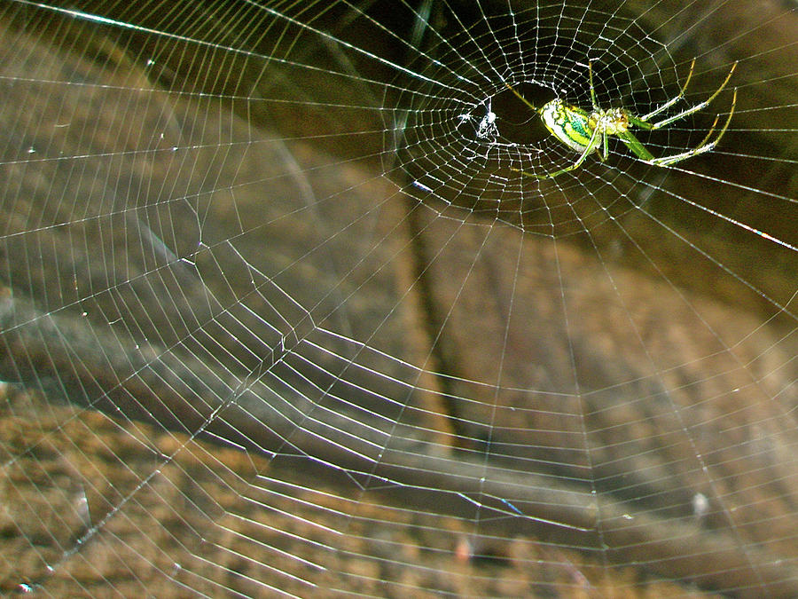 Orb Web Weaver Spider - Leucauge venusta Photograph by Carol Senske