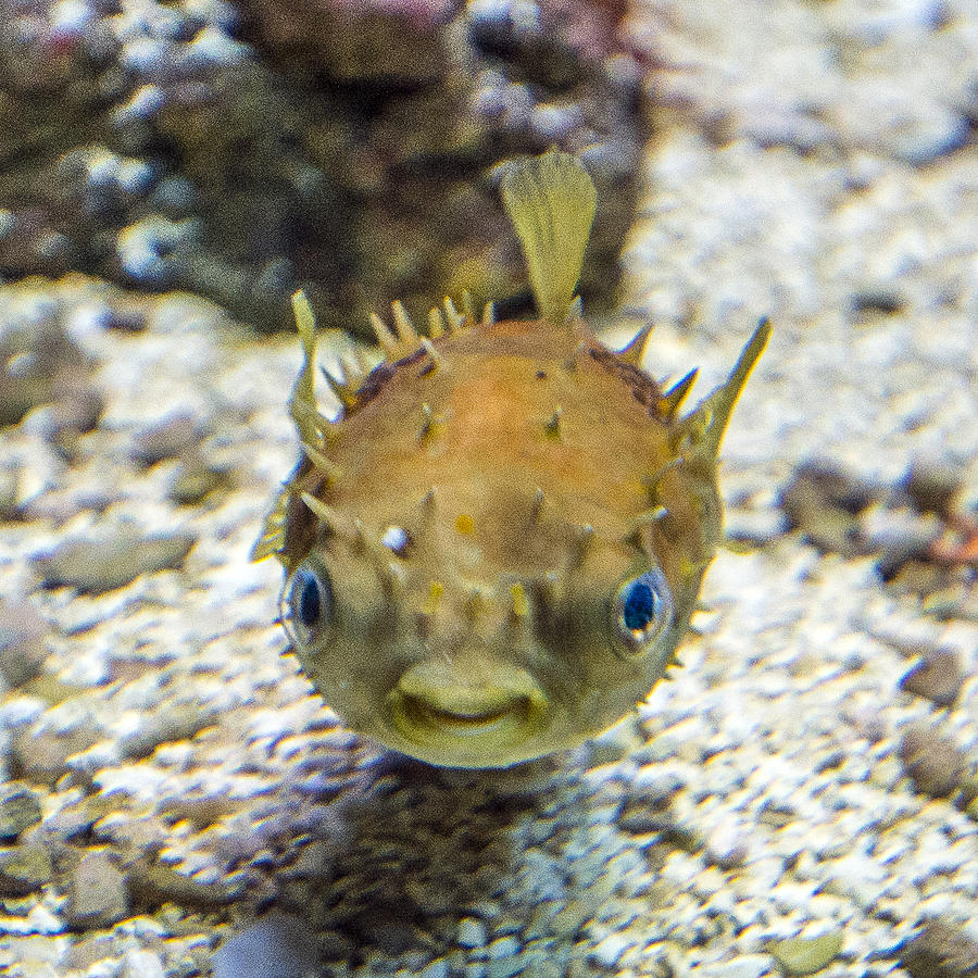 Orbicular burrfish Photograph by William Bitman
