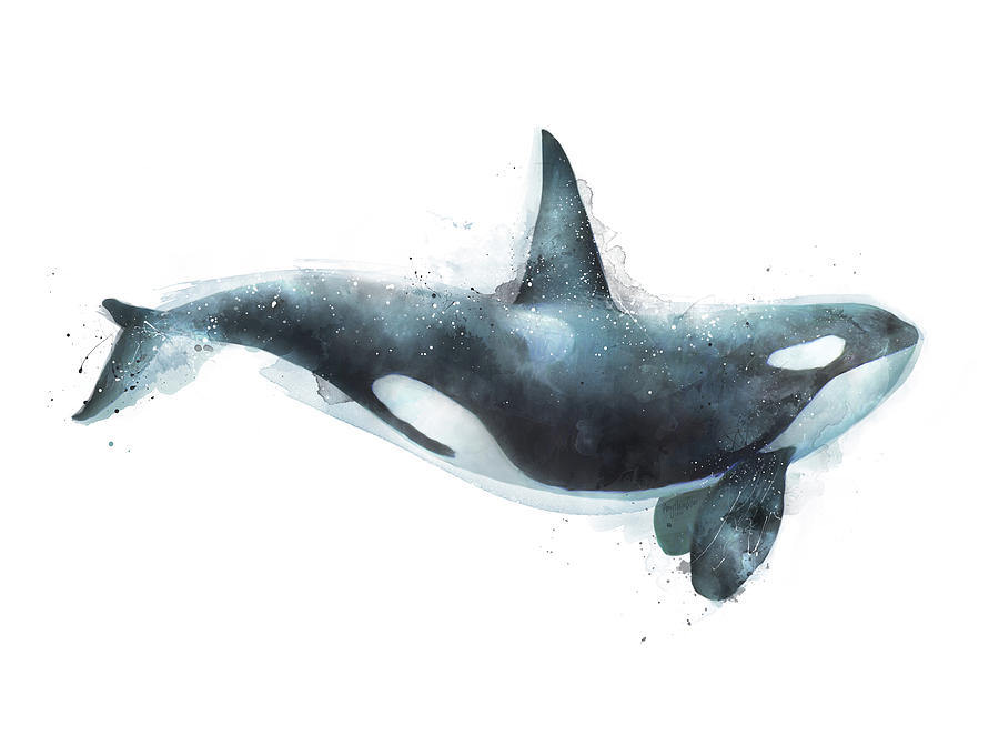 Whale Painting - Orca by Amy Hamilton