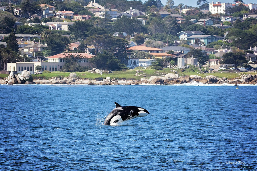 Orca Breach by Deana Glenz Orca Breach by Deana Glenz