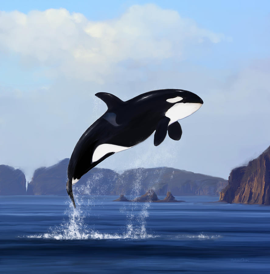 Orca Breaching Digital Art by Barbara Osumi - Fine Art America