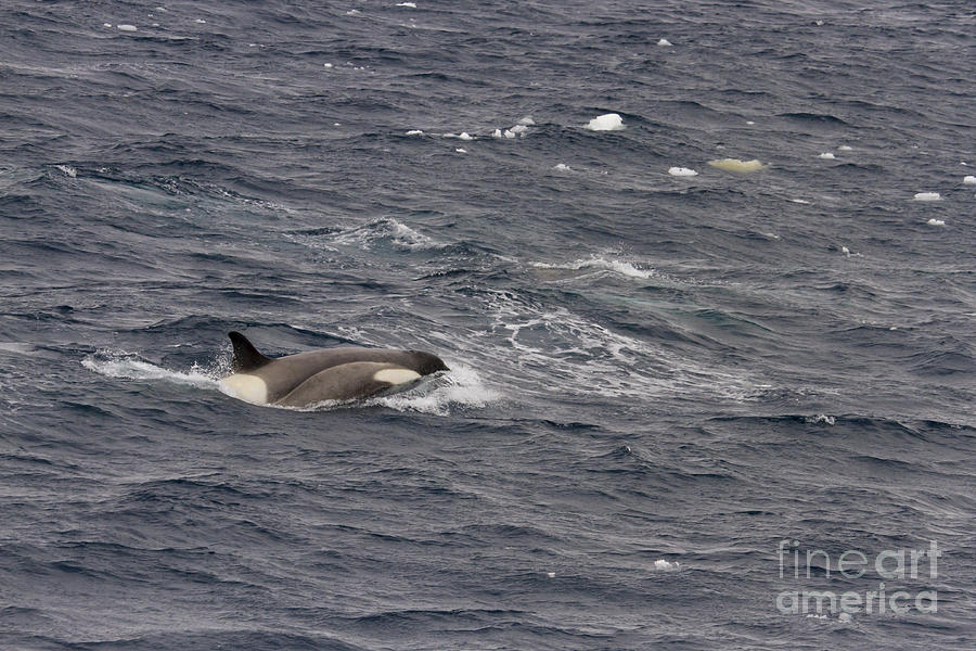 Orca breaching in Antarctica Photograph by Karen Foley