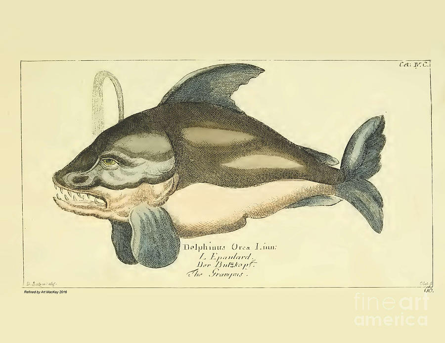 Orca by G.A.Lange 1780 Drawing by Art MacKay