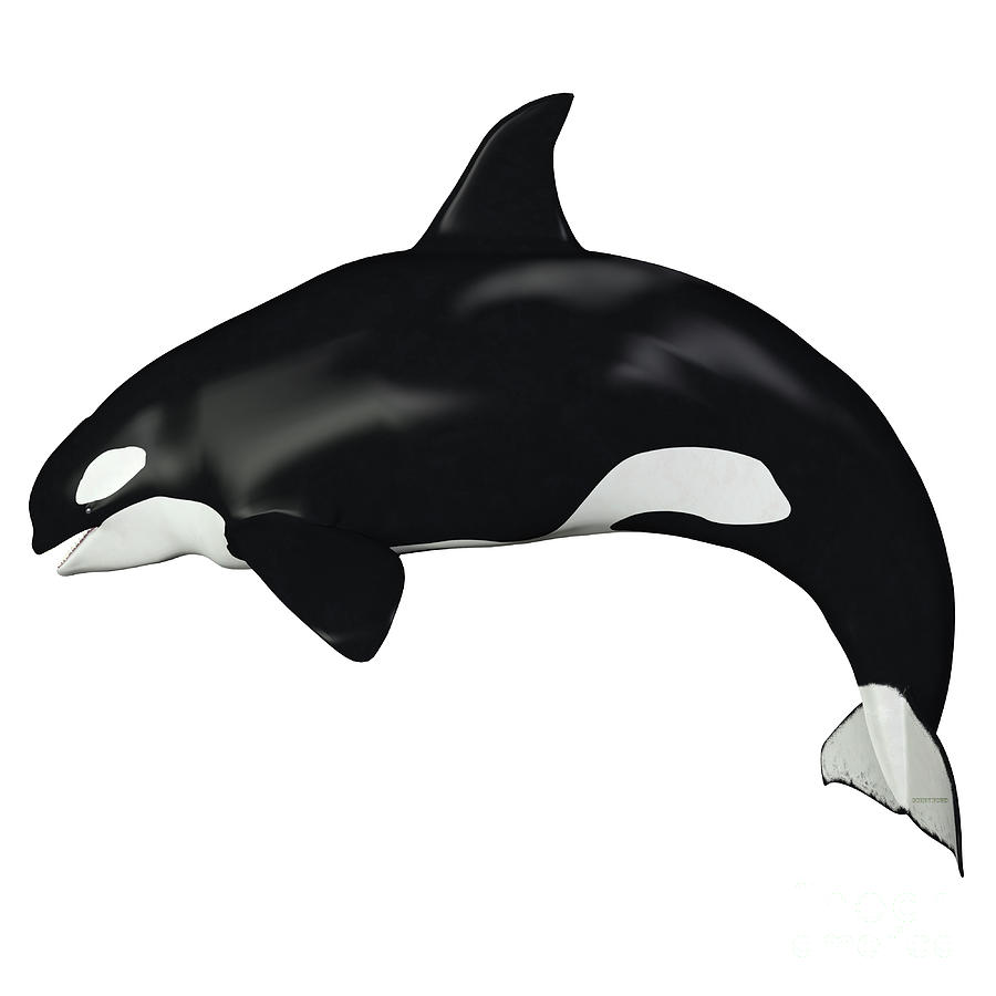 Orca Female Whale Digital Art by Corey Ford