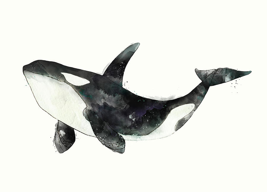 Orca from Arctic and Antarctic Chart Painting by Amy Hamilton