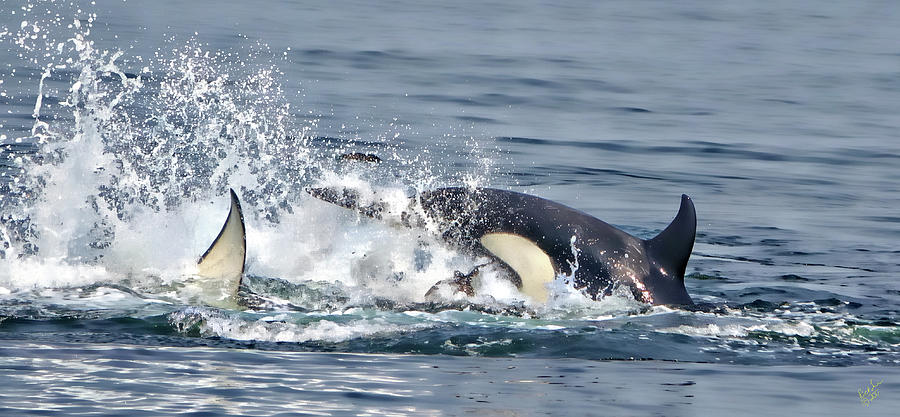 Orca Froth Photograph by Rick Lawler