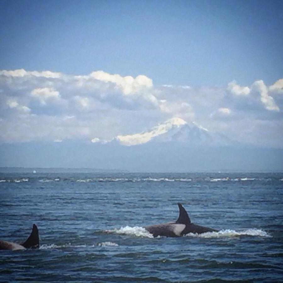 Orcas Photograph - Orca Game Too Strong🐋🐬🐳 + That by Erika Johnson