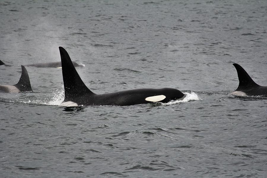 Orca Killer Whale Alaska Photograph by Michael Conroy