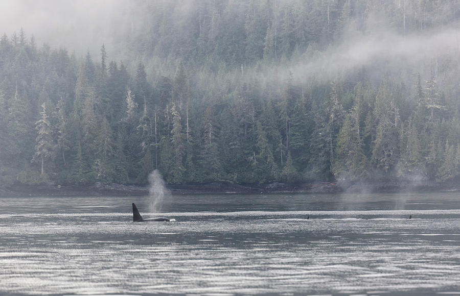 Orca Male Into The Mist Photograph by Randy Hall