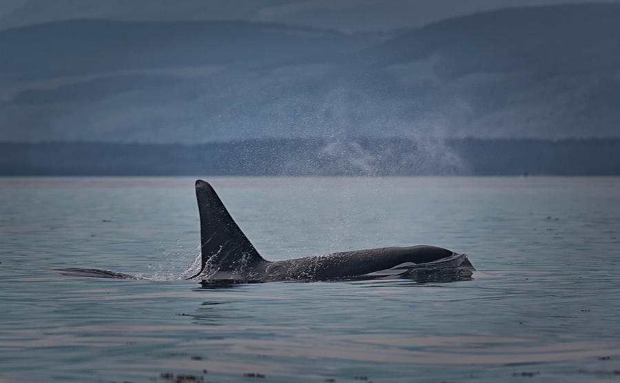 Orca Male Photograph by Randy Hall