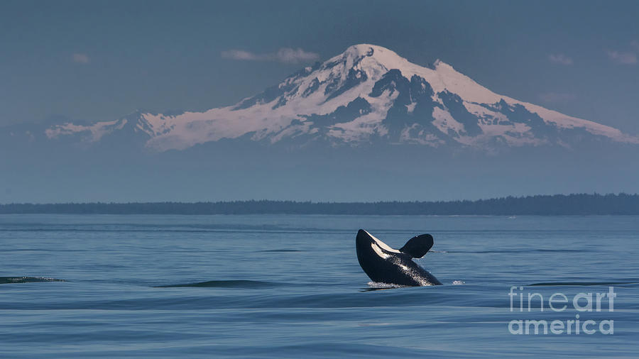 Orca - Mt. Baker Photograph by John Greco