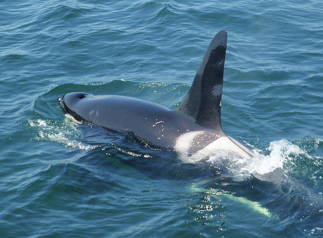Orca Mystic Sea Washington 2010 Photograph by Leizel Grant