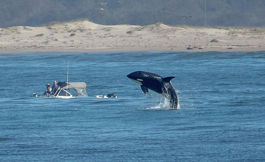 Orca North River 4 Sept 2017 Photograph by Randy Straka - Fine Art America