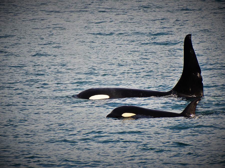 Orca Ocean Photograph by Hailee Tocco - Fine Art America