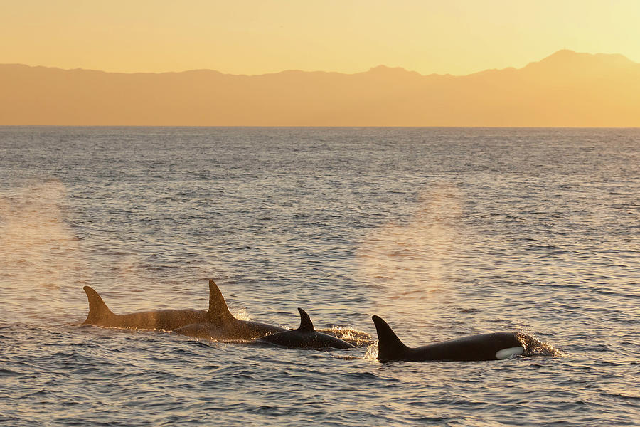 Orca off California Photograph by Cliff Wassmann
