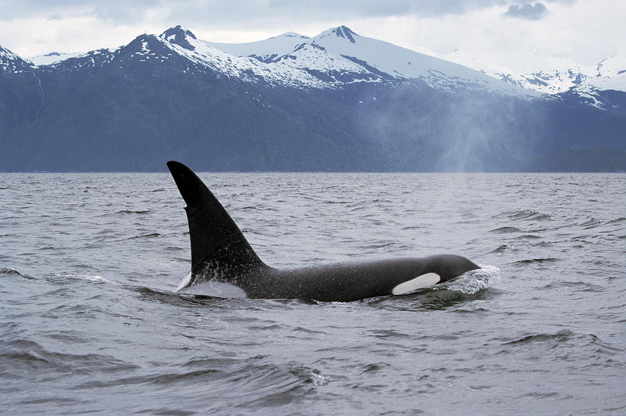 Mammal Photograph - Orca in Inside Passage by Konrad Wothe