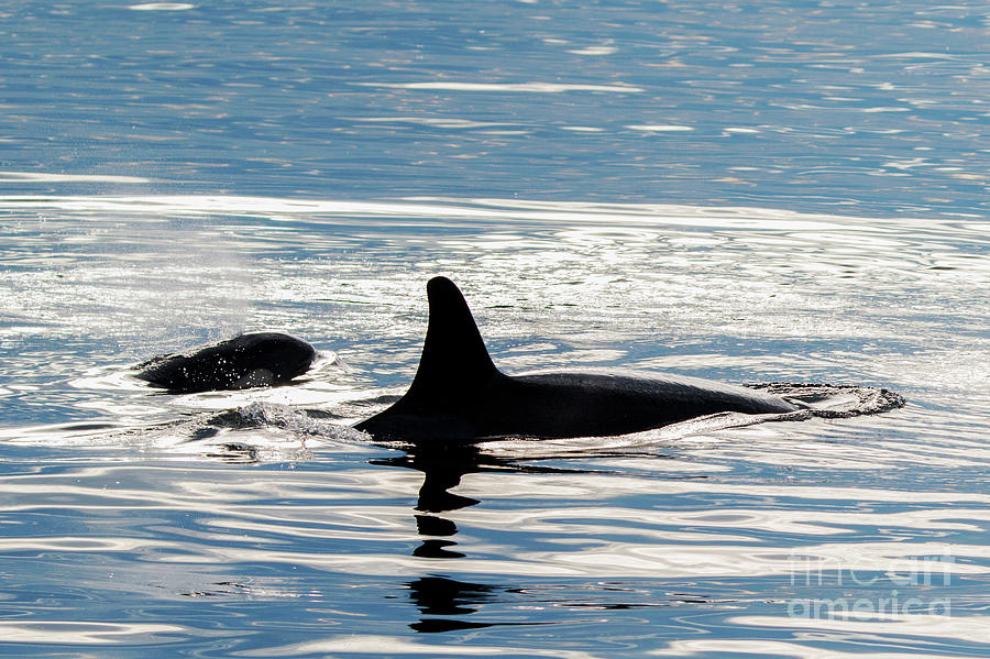 Orca Pair Photograph by Michael Dawson