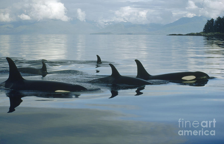 Whale Photograph - Orca Pod Johnstone Strait Canada by Flip Nicklin