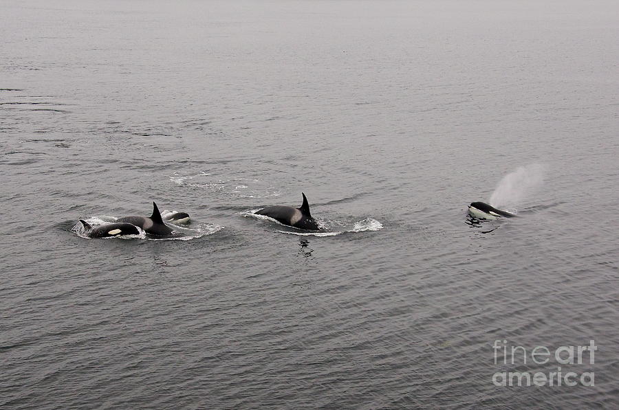 Orca Pod Photograph by Sean Griffin