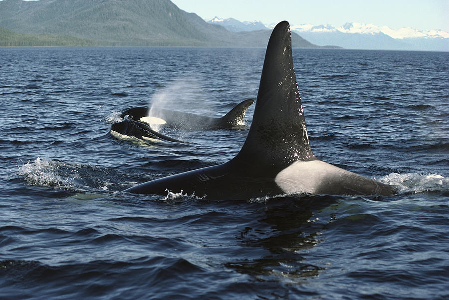 Orca Pod Surfacing Johnstone Strait Photograph by Flip Nicklin