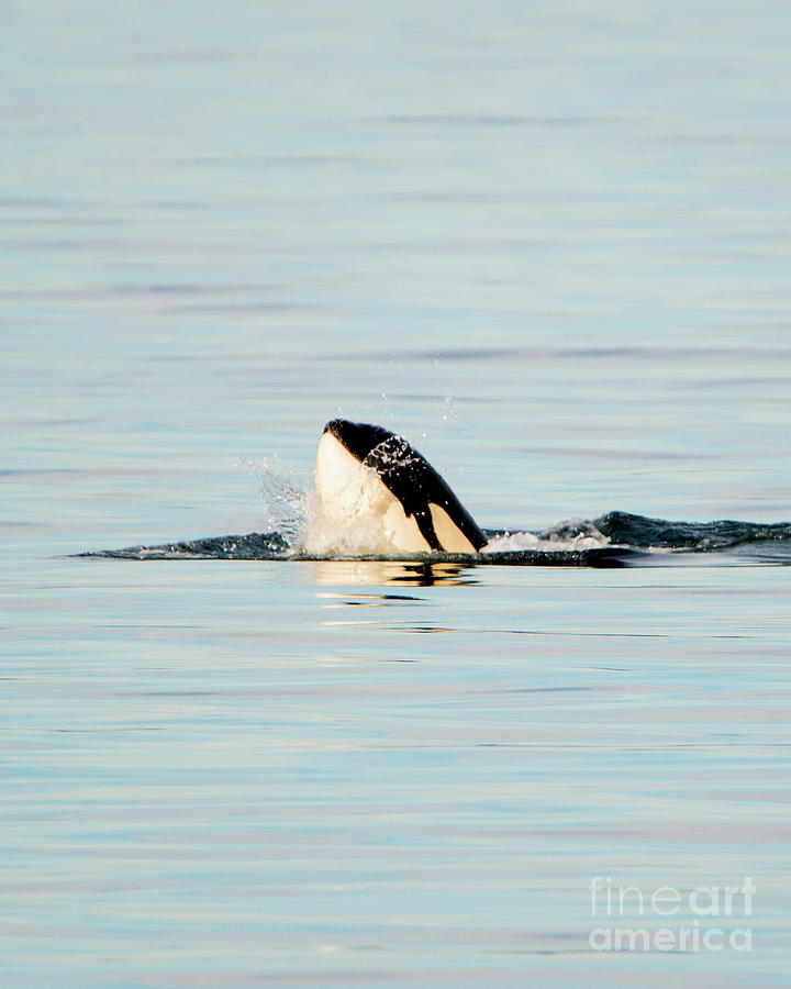 Orca Spy Hop Splash Photograph by Michael Dawson