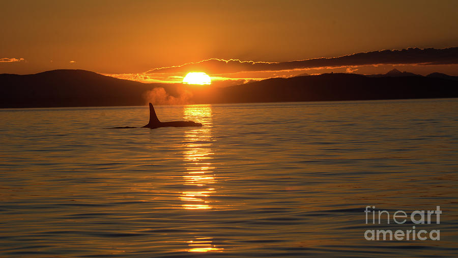 Orca Sunset Photograph by John Greco
