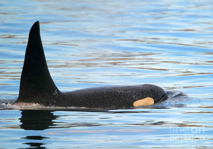 Wildlife Photograph - Orca Surfaces by Michael Dawson