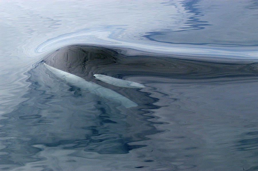 Orca Surfacing Southeast Alaska Photograph by Flip Nicklin