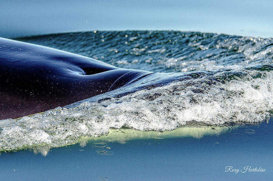 Orca to the Surface Photograph by Roxy Hurtubise