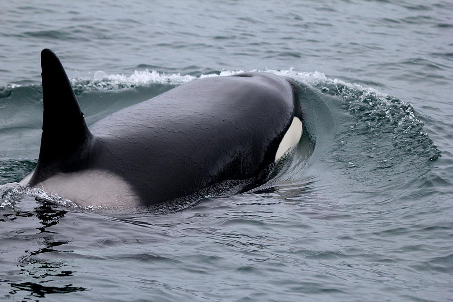 Orca Photograph by Trent Mallett
