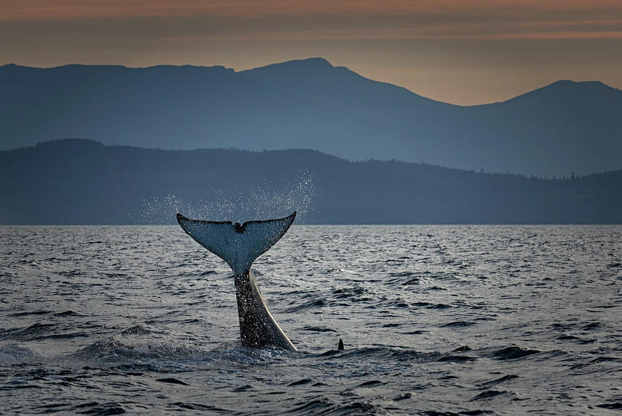 Orca Wave Photograph by Randy Hall