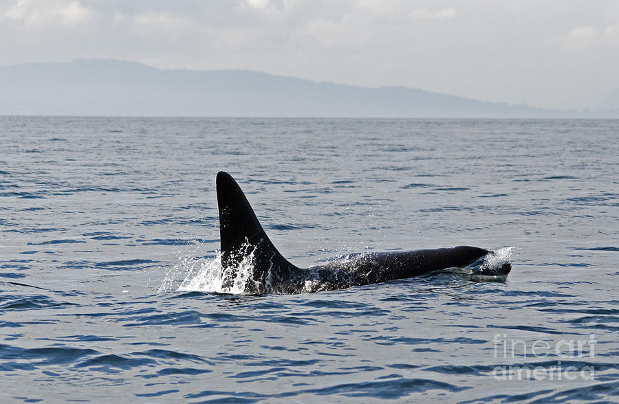 Orca Whale Photograph by Cindy Murphy - NightVisions