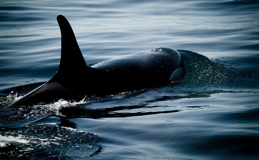 Orca Whale Photograph by Craig Perry-Ollila