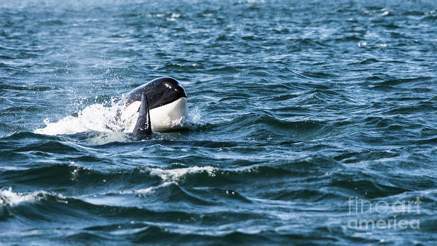 Orca Whale Photograph by John Greco
