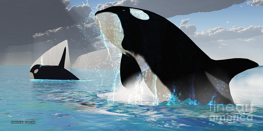 Wildlife Painting - Orca Whales by Corey Ford
