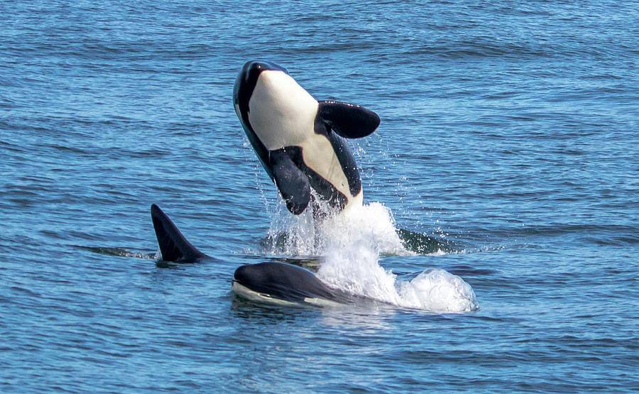 Orcas at Play on Monterey Bay Photograph by Randy Straka Fine Art America