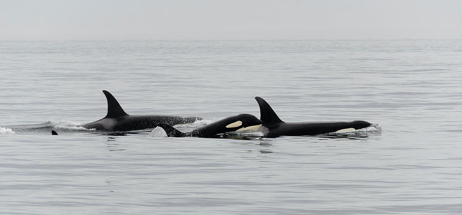 Orcas Photograph by Bob VonDrachek