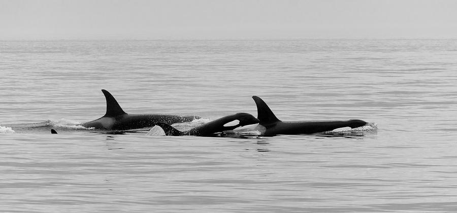 Whale Photograph - Orcas Bw by Bob VonDrachek