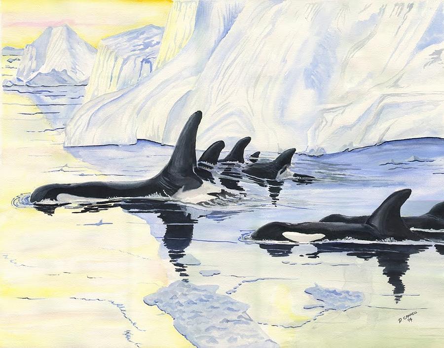 Orcas Digital Art by Darren Cannell
