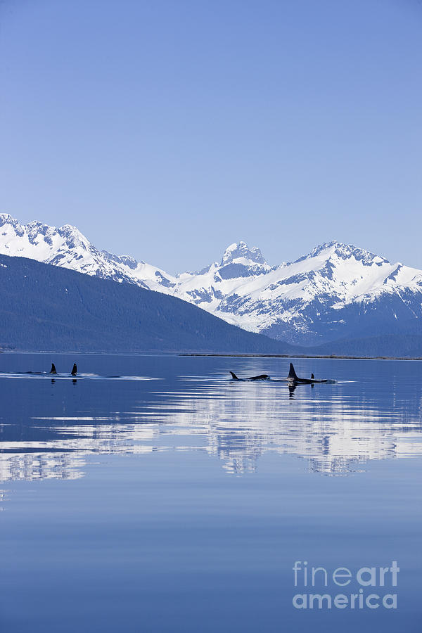 Winter Photograph - Orcas in Alaska by John Hyde - Printscapes