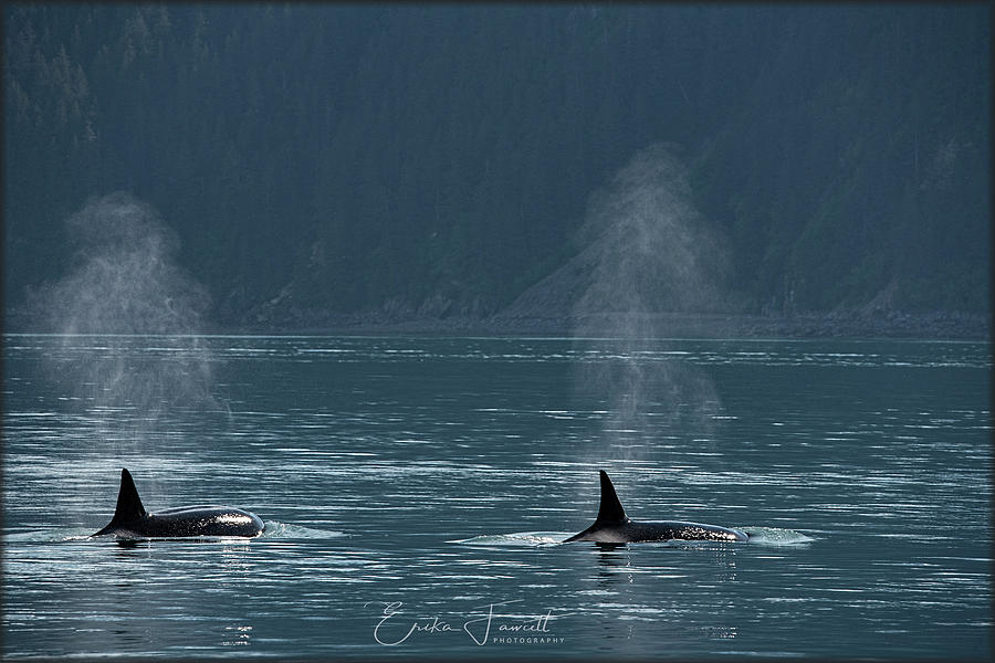 Orcas in Resurrection Bay Photograph by Erika Fawcett